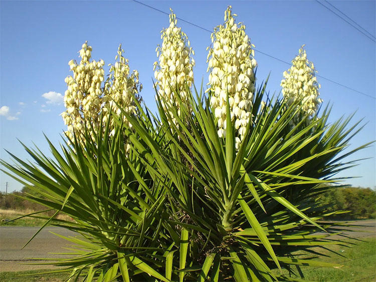 Cây Yucca