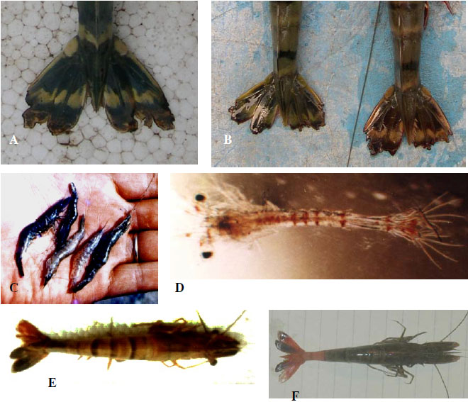 Bệnh do vi khuẩn Vibrio