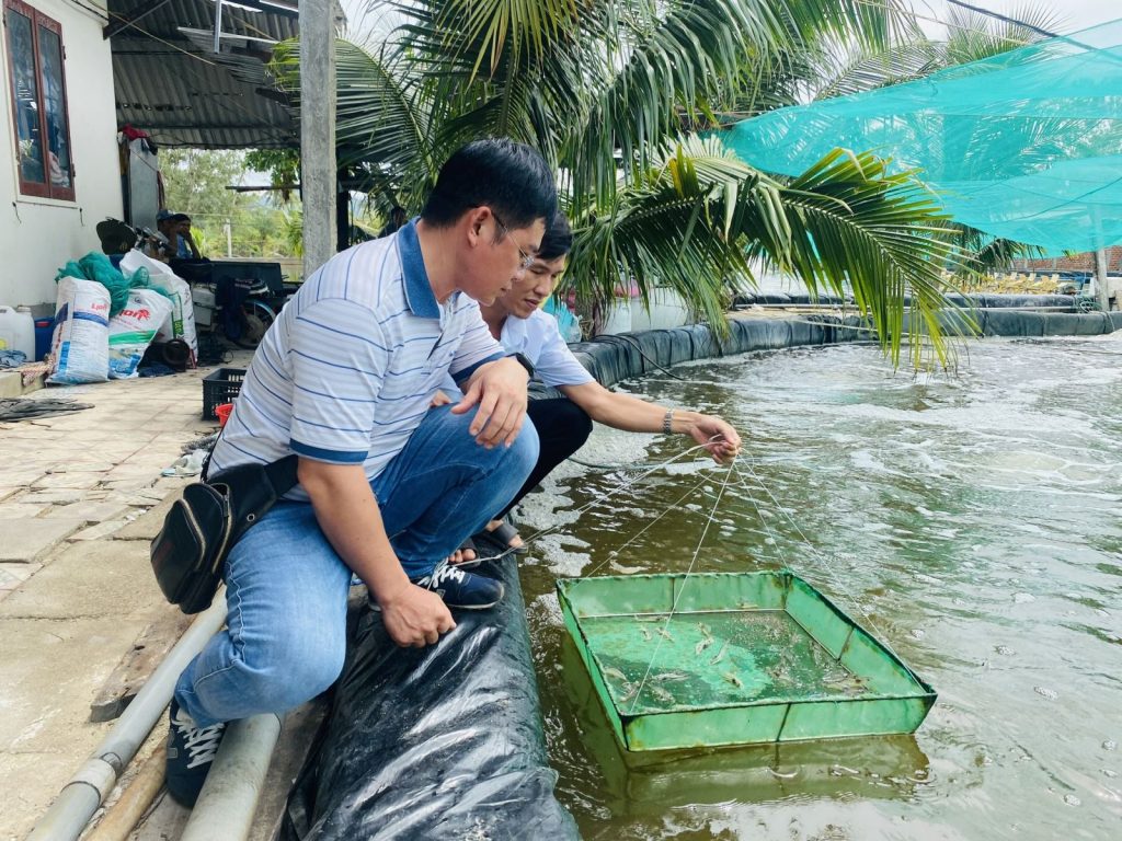 Sử dụng kháng sinh cho tôm