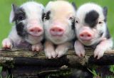 Gene-Edited Pigs Show Signs of Resistance to Major Viral Disease