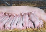 Breeding Management in Pigs